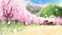 Cherry blossoms grass sakura scenic wallpaper