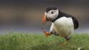 Funny puffin wallpaper