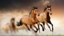 Horses running wallpaper