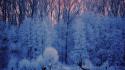 Ice snow trees frost wallpaper
