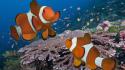 Indonesia clownfish pair wallpaper
