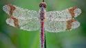 Nature bugs dragonflies wallpaper