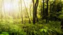 Nature forests sunlight wallpaper