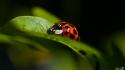 Nature love red insects spring nikon macro ladybirds wallpaper