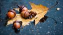 Nature rain leaves wet acorns macro ground autumn wallpaper