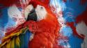 Red birds tropical parrots scarlet macaws wallpaper