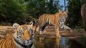 Tigers national geographic wallpaper