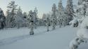 2008 scandinavia skiing finnish armed forces forest wallpaper