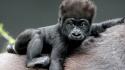 Animals apes gorillas baby wallpaper