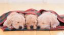 Animals dogs puppies sleeping blanket wooden floor wallpaper