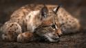 Animals lynx wallpaper