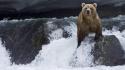 Animals rocks bears rivers wallpaper