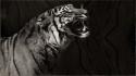 Black and white animals tigers patterns wallpaper