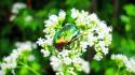 Flowers insects beetles white blurred background wallpaper