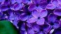 Flowers purple hydrangeas wallpaper