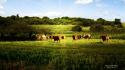 Green trees forest cows natural wallpaper