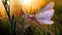 Insects wildlife plants dragonfly spider webs rays wallpaper