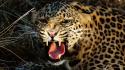 Jungle grass teeth angry leopards roar wallpaper