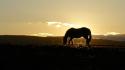 Landscapes animals silhouettes horses sunlight wallpaper
