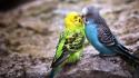 Love birds parrots parakeets budgerigar wallpaper