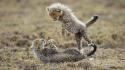 Nature animals cheetahs cubs tanzania baby wallpaper