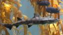 Nature animals fish sharks underwater wallpaper
