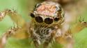 Nature animals insects spiders arachnids wallpaper