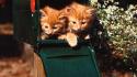 Nature cats animals kittens mail box wallpaper