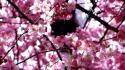 Nature cherry blossoms flowers spring branches pink wallpaper