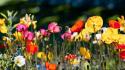 Nature multicolor flowers poppies wallpaper