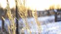 Nature winter snow wheat blurred wallpaper