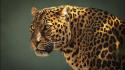 Predator animals leopards wallpaper