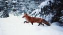 Snow animals landscapes foxes wallpaper