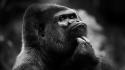 Thinking head monochrome gorillas monkeys monkey face wallpaper