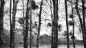 Trees forests grayscale wallpaper