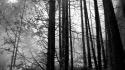 Trees forests grayscale wallpaper