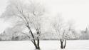 Trees white cold earth frost tree skies wallpaper