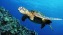Turtles sea underwater wallpaper