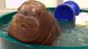 Water animals walrus baby tub wallpaper