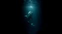 Whale shark underwater wallpaper