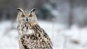 Winter birds owls blurred background wallpaper