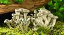 Wood mushrooms moss flora fungus wallpaper