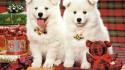 Animals dogs puppies wallpaper