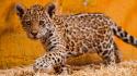 Animals kittens jaguars baby wallpaper