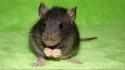 Animals leaves rats wallpaper