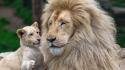 Animals lions wildcat wild cats wallpaper