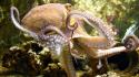 Animals octopuses wallpaper