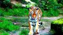 Animals tigers feline wild wallpaper
