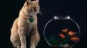 Cats animals goldfish fish bowls wallpaper