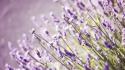 Flowers bokeh lavender depth of field purple wallpaper
